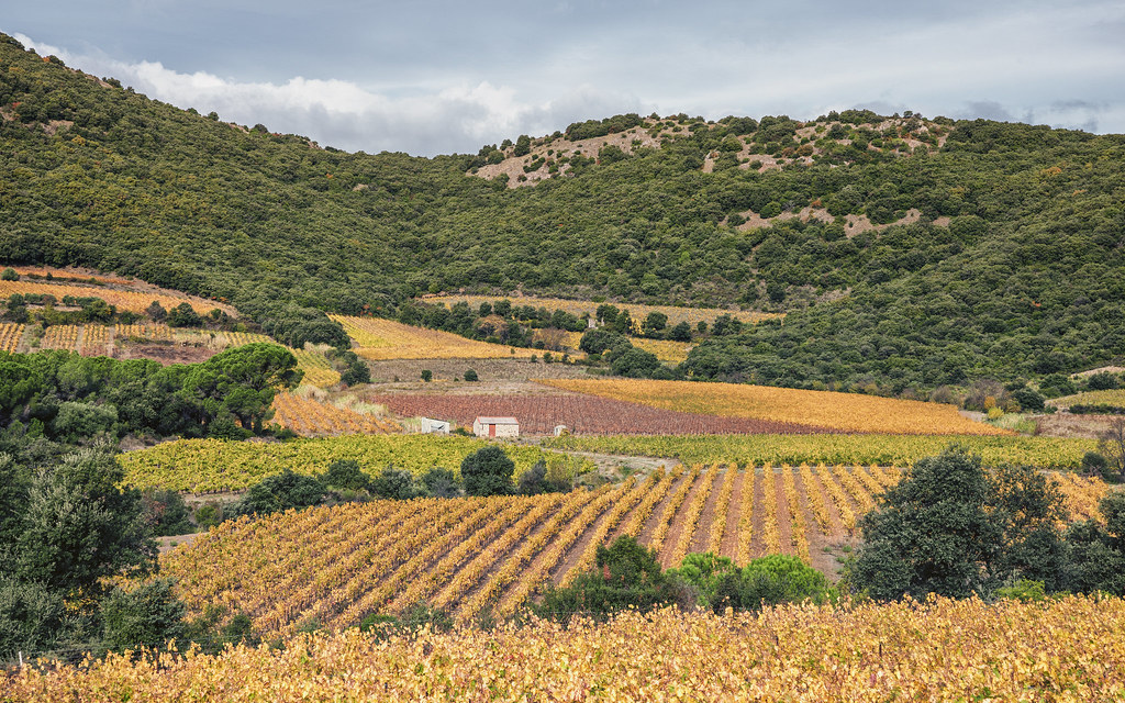 Vignoble de l'Hérault en automne